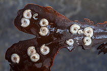 Tube Worms (Spirorbis spirorbis) on Toothed Wrack (Fucus serratus). Isle of Skye, Inner Hebrides, Scotland, UK