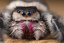 Regal Jumping Spider (Phidippus regius) female. Captive, originating from North America.