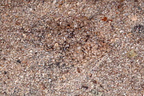 European Plaice juvenile (Pleuronectes platessa) camouflaged against sand. Isle of Mull, Scotland, UK. June.