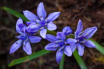 Spring Squill (Scilla verna) in flower on cliff top. Iona, Isle of Mull, Scotland, UK. June.