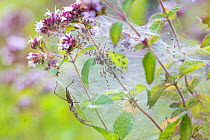 Nursery Web Spider (Pisaura mirabilis) mother on nursery web with newly emerged spiderlings. Peak District National Park, Derbyshire. UK. July.