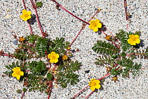 Silverweed (Potentilla anserina) growing on a sandy beach, showing red stolons. Iona, Isle of Mull, Scotland, UK.