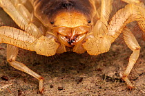 Desert Hairy Scorpion (Hadrurus arizonensis). Captive, originating from North America.
