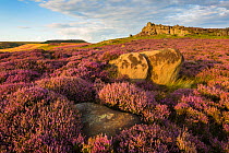 Owler Tor surrounded by ling heather (Calluna vulgaris) in full bloom. Peak District National Park, Derbyshire, UK. August.