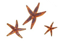 Common starfish (Asterias rubens), photographed in mobile field studio on a white background. Isle of Mull, Scotland, UK. June.