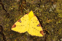 Brimstone moth (Opisthograptis luteolata) Oxfordshire, UK. July.
