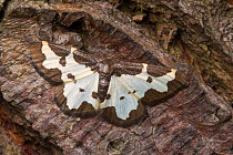 Clouded Border (Lomaspilis marginata) moth, Peak District National Park, Derbyshire, UK. June.