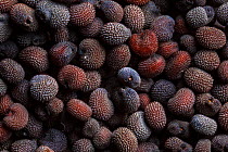 Red Campion (Silene dioica) seeds, Peak District National Park, Derbyshire, UK. July.