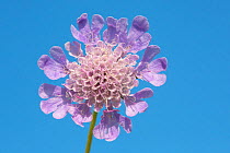 Small Scabious (Scabiosa columbaria) Peak District National Park, Derbyshire, UK. July.