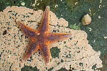 Common starfish (Asterias rubens), Isle of Mull, Scotland, UK. June.