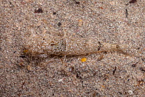 Brown / Common Shrimp (Crangon crangon) camouflaged in sand. Isle of Mull, Scotland, UK. June.