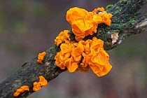 Yellow Brain Fungus (Tremella mesenterica), Lake District National Park, Cumbria, UK. February.