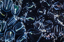 Sample of marine flora collected with a plankton net, including Sea-gooseberry (Pleurobrchia pileus) and Rathkea sp. Isle of Mull, Scotland, UK. June.