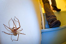 House Spider male (Tegenaria domestica) in a stairwell at night, with person approaching. Derbyshire, UK. September.