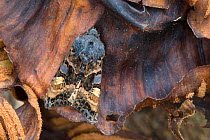 Small Angle Shades (Euplexia lucipara) moth, Peak District National Park, Derbyshire, UK. June.
