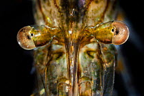 Common Prawn (Palaemon serratus) close up showing reflecting superposition compound eyes, taken in mobile field studio, Isle of Mull, Scotland, UK. June.