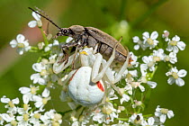 White form of Goldenrod Crab Spider (Misumenia vatia) camouflaged on umbellifer flowers with beetle prey, Devon, UK. June.