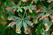 Horse Chestnut leaves (Aesculus hippocastanum) infected with Leaf Miner Moth (Cameraria ohridella) Peak District National Park, Derbyshire, UK. July. This is an invasive species.