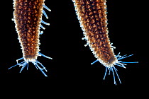 Close up of tube feet of Common starfish (Asterias rubens), photographed in mobile field studio. Isle of Mull, Scotland, UK. June.