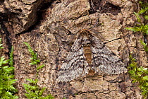 Brindled Beauty moth (Lycia hirtaria) male. Peak District National Park, Derbyshire, UK. April.