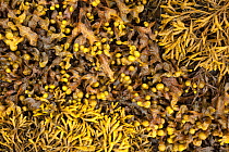 Bladder Wrack (Fucus vesiculosus) and Channelled Wrack (Pelvetia canaliculata) exposed at low tide in middle-shore zone. Isle of Mull, Scotland, UK. June.