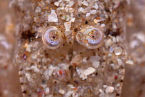 Brown / Common Shrimp (Crangon crangon) showing close up of reflecting superposition compound eyes. Isle of Mull, Scotland, UK. June.