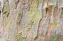 Sycamore bark (Acer pseudoplatanus) on a mature tree. Peak District National Park, Derbshire, UK. April.