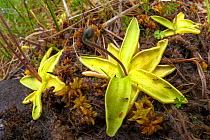 Common Butterwort (Pinguicula vulgaris) growing in peat bog. This carnivorous plant has sticky droplets covering its leaves that trap its insect prey. Isle of Mull, Scotland, UK. June.