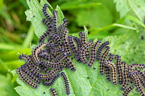 Caterpillars of Small tortoiseshell butterfly (Aglais urticae)on their foodplant  Stinging nettle (Urtica dioica). Oxfordshire, UK. July.