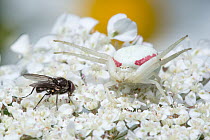 White form of Goldenrod Crab Spider (Misumenia vatia) camouflaged on umbellifer flowers preparing to ambush a fly. Devon, UK. June.