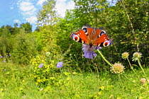 Peacock butterfly (Inachis io) feeding on Field Scabious (Knautia arvensis) in a disused limestone quarry. Peak District National Park, Derbyshire, UK. August.