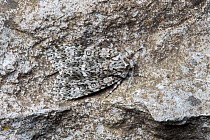 Knot Grass (Acronicta rumicis) moth camouflaged on rock, Peak District National Park, Derbyshire, UK. June.