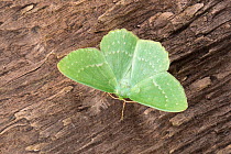 Large Emerald (Geometra papilionaria) moth, Peak District National Park, Derbyshire, UK. July.