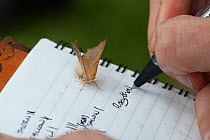 Person writing notes at moth trapping event, with Dusky Thorn moth (Ennomos fuscantaria) on paper. The National Forest, Leicestershire, UK. September.