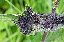 Peacock Butterfly caterpillars (Inachis io) in silk tent feeding on Stinging Nettle (Urtica dioica). Peak District National Park, Derbyshire, UK. June.