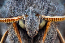 Poplar Hawkmoth (Laothoe populi) male, detail of head showing finely divided antennae. Derbyshire, UK. July.