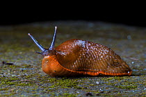 Spanish Slug (Arion vulgaris), Derbyshire, UK. August. Invasive species.