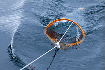 Scientist using plankton net to survey marine fauna. Isle of Mull, Scotland, UK, June.