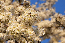Blackthorn blossom (Prunus spinosa) Peak District National Park, Derbyshire, UK. April.