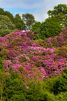 Rhododendron (Rhododendron ponticum) in flower.Peak District National Park, Derbyshire, UK. June. Invasive species.