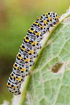 Mullein moth (Shargacucullia verbasci) caterpillar. Devon, UK. June.