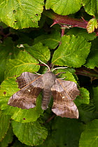 Poplar Hawkmoth (Laothoe populi) male, Devon, UK. June.