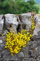 Biting Stonecrop / Wallpepper (Sedum acre) growing in limestone wall, Peak District National Park, Derbyshire, UK. July.