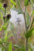 Nursery Web Spider (Pisaura mirabilis) mother in nursery web in meadow, with the spherical egg mass that she is guarding visible. Peak District National Park, Derbyshire. UK. August.