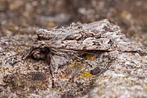 Early Grey moth (Xylocampa areola) camouflaged on limestone. Peak District National Park, Derbyshire, UK. April.