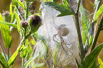 Nursery Web Spider (Pisaura mirabilis) mother in nursery web in meadow, with the spherical egg mass that she is guarding visible. Peak District National Park, Derbyshire. UK. August.