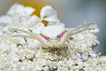 White form of Goldenrod Crab Spider (Misumenia vatia) camouflaged on umbellifer flowers waiting to ambush its prey. Devon, UK. June.