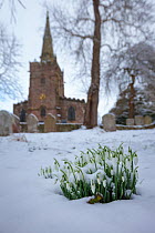 Clump of Snowdrops (Galanthus nivalis) flowering in front of Bonsall village church after a snowfall.  Peak District National Park, Derbyshire. February 2013.