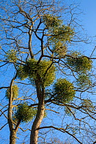 Mistletoe (Viscum album) growing in tree, Somerset UK. February.