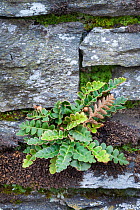 Rustyback Fern (Asplenium ceterach) growing in a dry stone wall. Ambleside, Lake District National Park, Cumbria, UK. February.